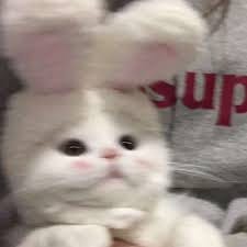 آئرم جاوید avatar